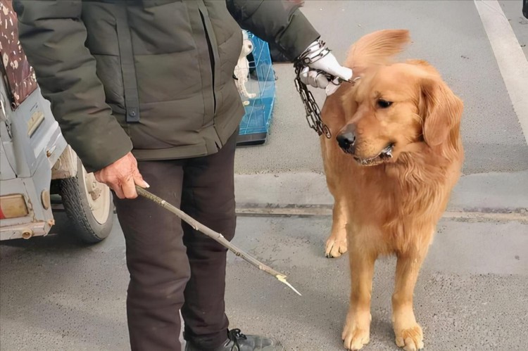 这8个行为其实是让狗狗在承受痛苦赶紧醒悟！