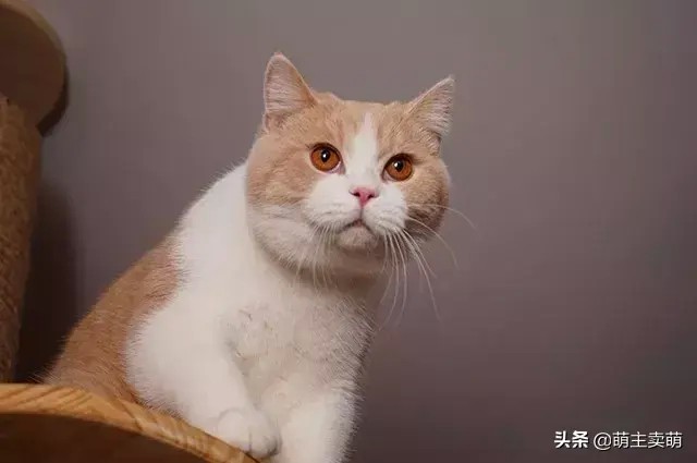 当前最流行最受欢迎又最适合新手养最好养的10种宠物猫推荐