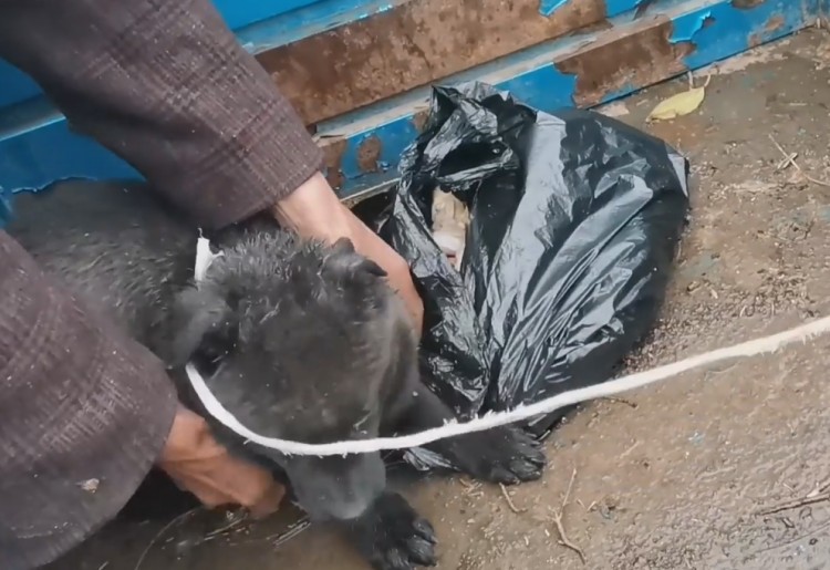 河南：风雨中狗狗被老人从狗肉车上救下狗贩子欲反悔狗狗直发抖