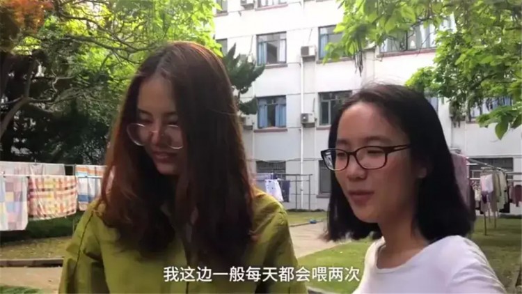 猫咪成为大学生校宠每天负责卖萌换粮与学生和谐相处！