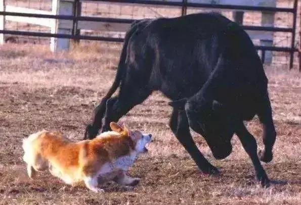 易知狗·成长课堂：偏爱柴犬柯基等纯种犬坏习惯也更纯种