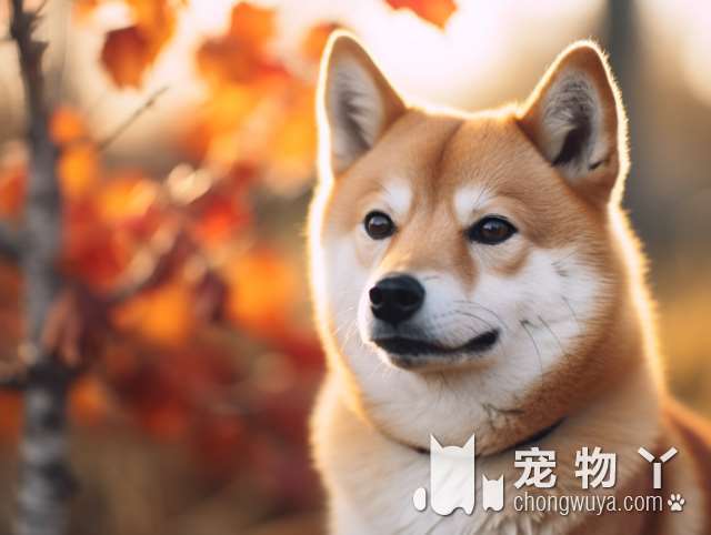 有教养的泰迪犬会有这5个表现，占2个就很欣慰，你家占几个？